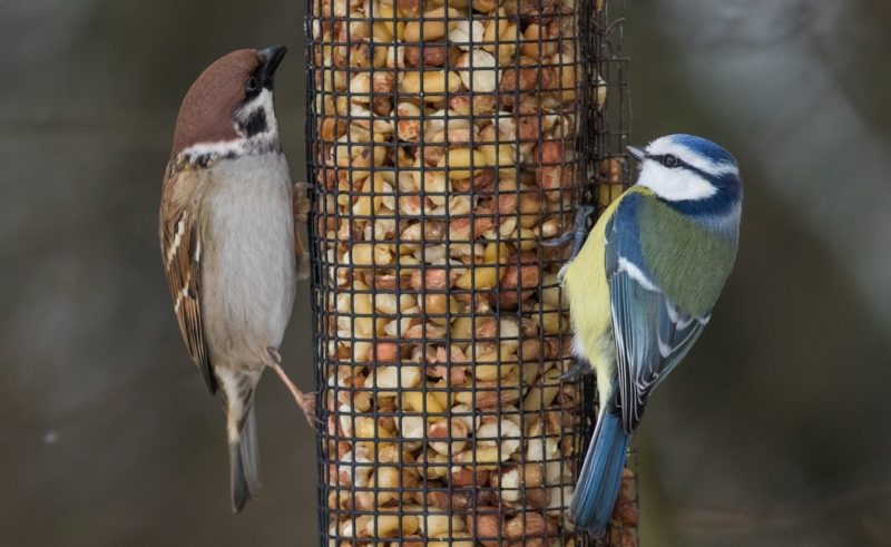 BirdLife Suomi | Lintujen Talviruokinta