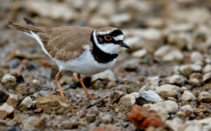 BirdLife Suomi | Pikkutylli – Vuoden Lintu 2017