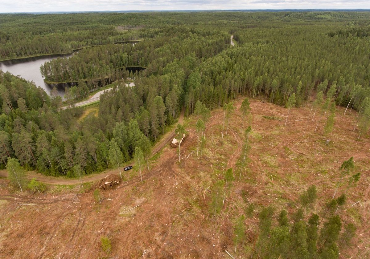 BirdLife Suomi | Avohakkuut historiaan -kansalaisaloite antaa suomalaisille  tilaisuuden vaatia avohakkuista luopumista valtion metsissä