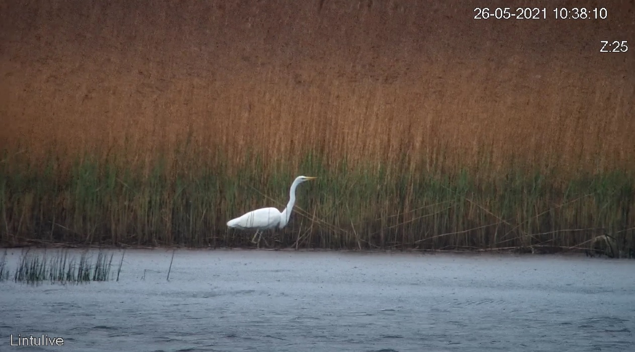 BirdLife Suomi | Lintulive