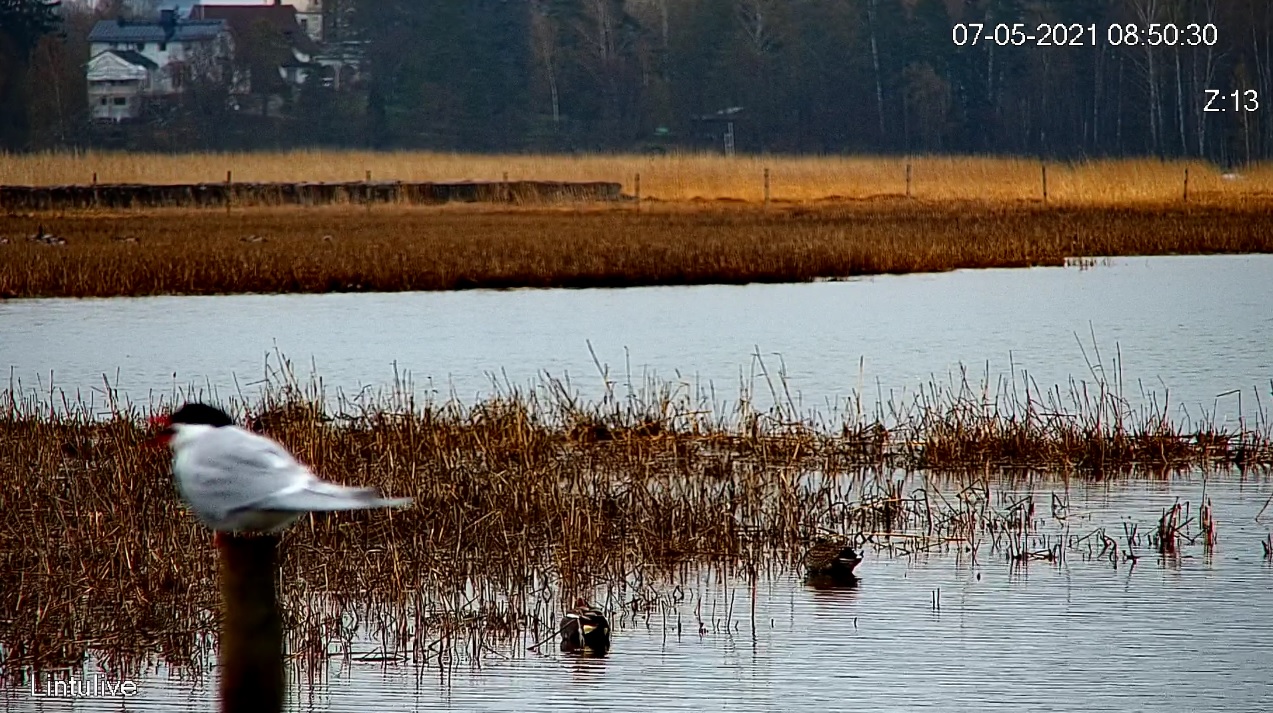 Birdlife Suomi | Lintulive: Laajalahti