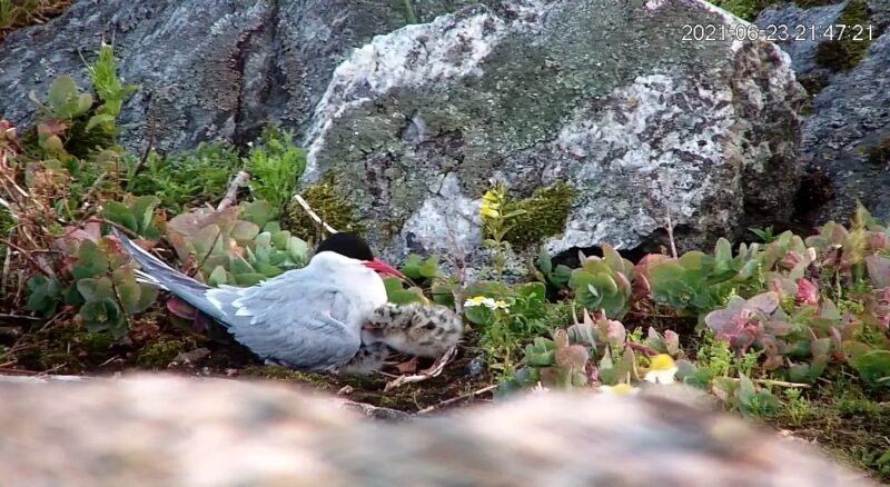 BirdLife Suomi | Lintulive