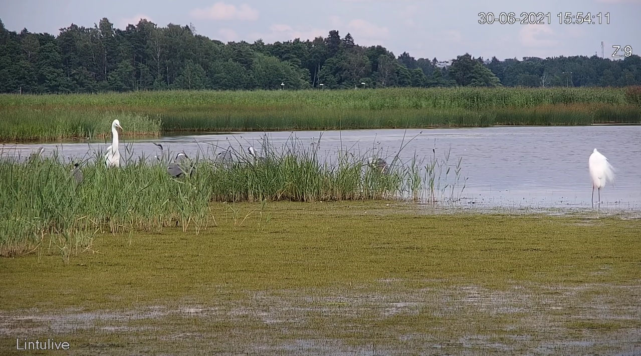 BirdLife Suomi | Lintulive