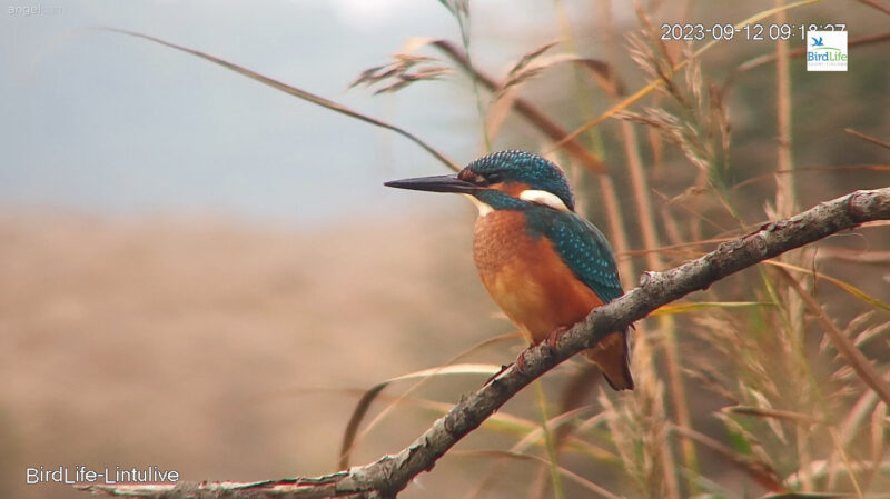 BirdLife Suomi | Kuningaskalastaja Esiintyy BirdLifen Lintulivessä