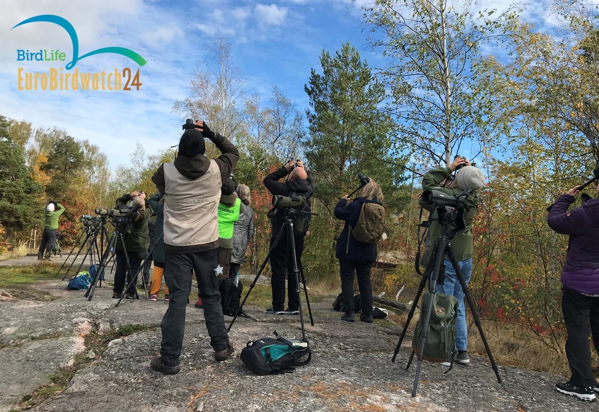 Syysmuuton tarkkailua. Kuva: Jaana Sarvala