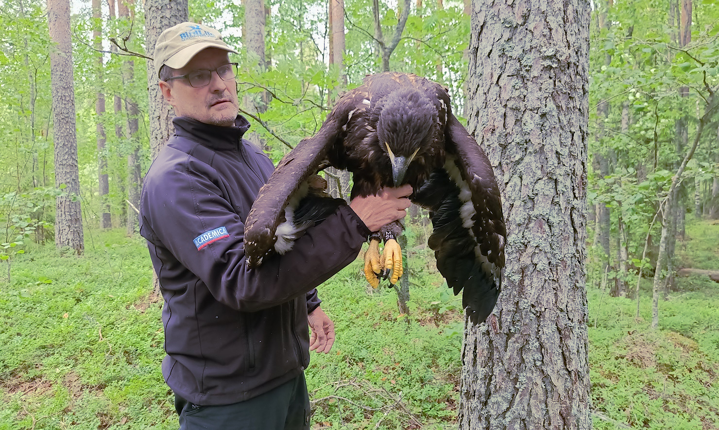 BirdLifen kultaisella ansiomerikllä palkittu Jouni Lammimäki pitelee merikotkaa. Kuva: Markku Saarinen