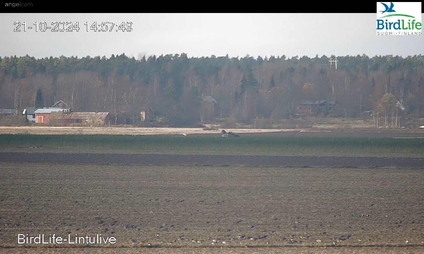 BirdLife Suomi | Lintulive