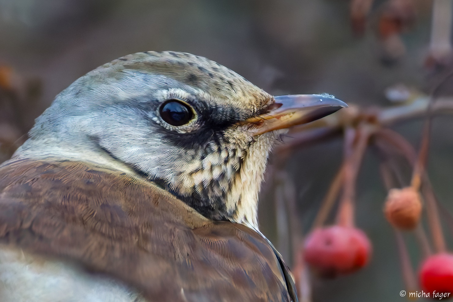 www.birdlife.fi